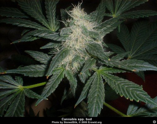 cannabis_spp_bud14.jpg