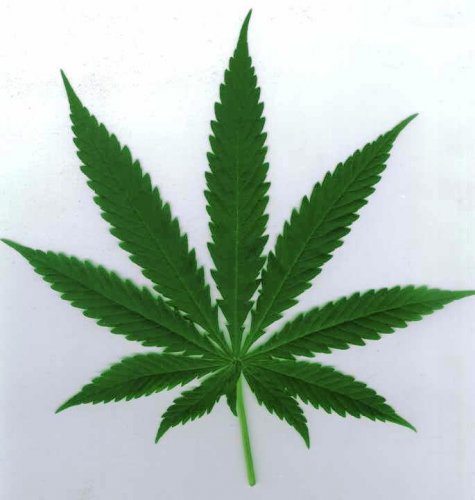 cannabis_spp_leaf3.jpg